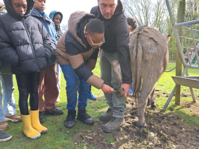Les 5B à la ferme 🐑