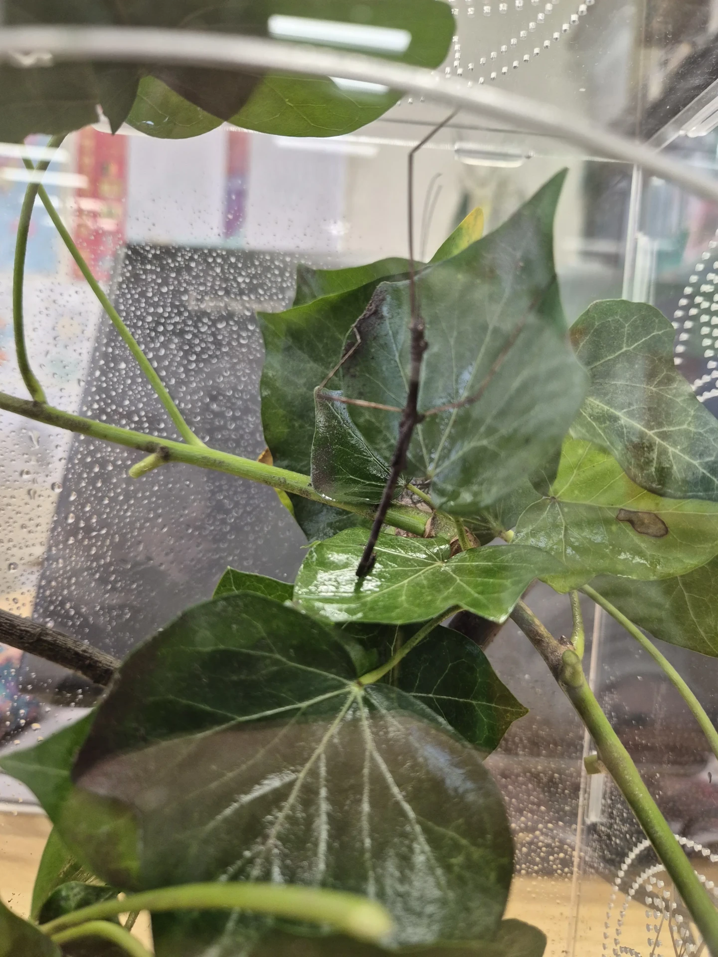 5 & 6A … de nouveaux compagnons