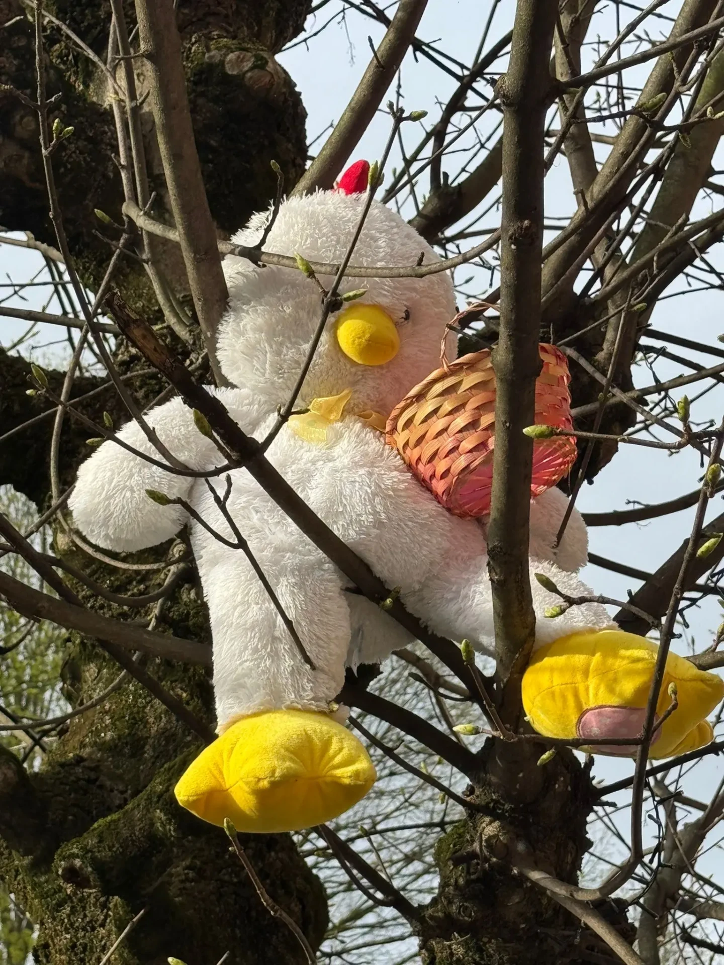 Chasse aux oeufs du cycle 3/4