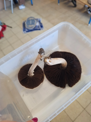 Découverte du champignon avec Mme Elena