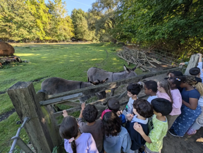 Les 3èmes C à la ferme pour enfants de Jette