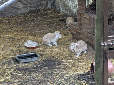 Les 3èmes C à la ferme pour enfants de Jette