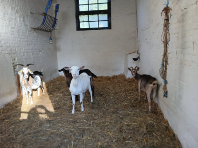 Les 3èmes C à la ferme pour enfants de Jette