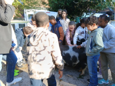 Les 3èmes C à la ferme pour enfants de Jette