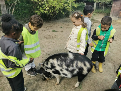 Les P1C à la ferme